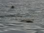 CR - 09 * Olive Ridley turtles